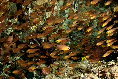 Raja Ampat 2016 - cardinalfish - Apogons - IMG_4861_rc